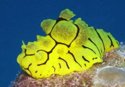 ?????? Nudibranch- Great Barrier Reef
c5060 light and Mo... by Joshua Miles 